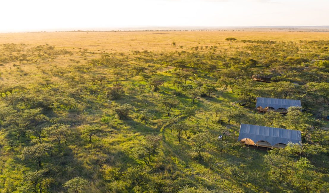 A majestic elephant grazing in the vast East African savanna